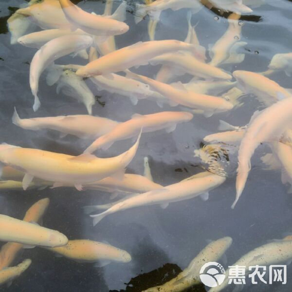 金鱒魚多少錢一斤