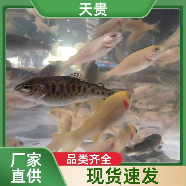 金鱒魚多少錢一斤