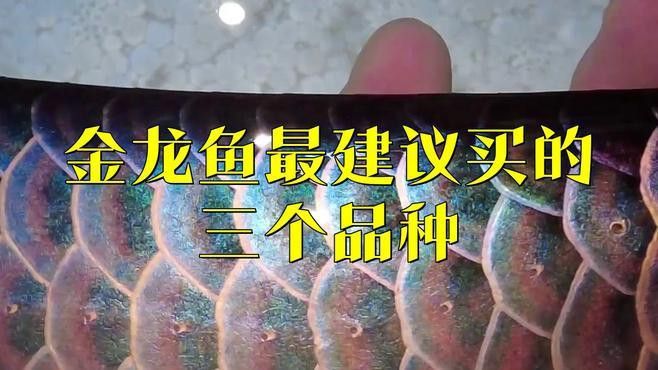 金龍魚哪種好