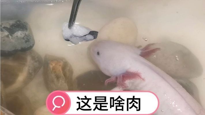 六角恐龍魚老是吐食物：六角恐龍魚吐食物可能是為了保護自身免受有毒物質的影響