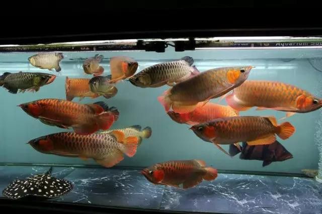 紅龍魚和虎魚混養視頻大全圖片 紅龍魚和虎魚混養視頻大全圖片 龍魚百科 第5張