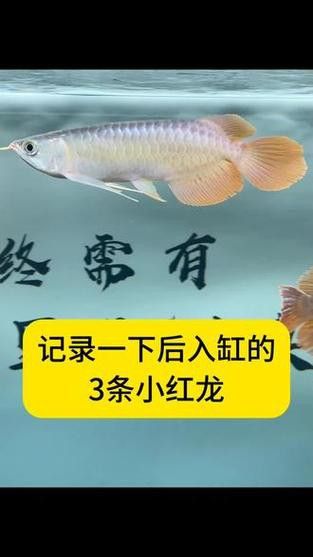 紅龍魚和虎魚混養視頻大全圖片 紅龍魚和虎魚混養視頻大全圖片 龍魚百科 第4張
