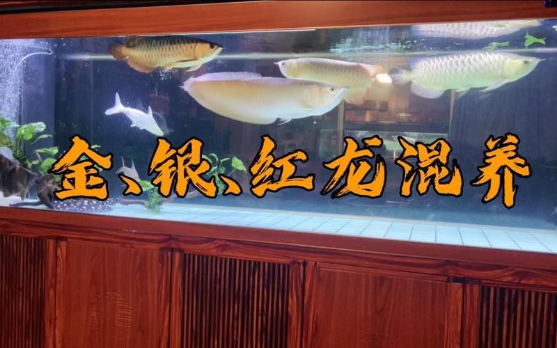 紅龍魚和虎魚混養視頻大全圖片 紅龍魚和虎魚混養視頻大全圖片 龍魚百科 第11張