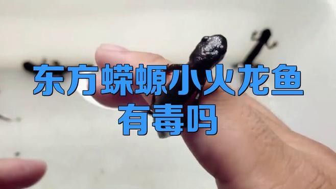 東方蠑螈的河豚毒素有多強？