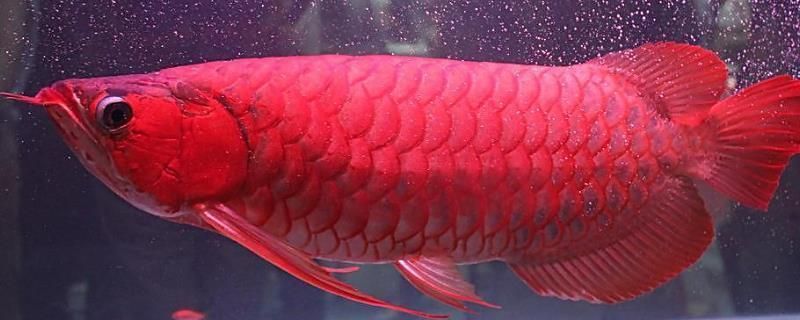 紅龍魚水質酸會過敏嗎：紅龍魚在酸性水質中會過敏嗎