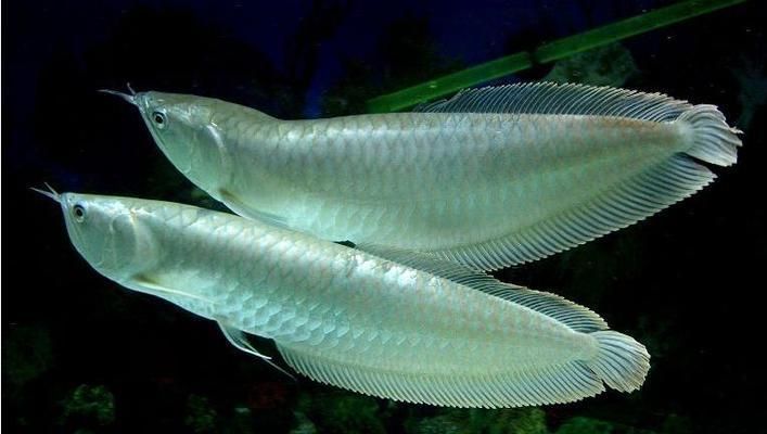 銀龍魚跟一梅（銀龍魚和一梅在分類、外觀、生活環(huán)境等方面都有所不同）