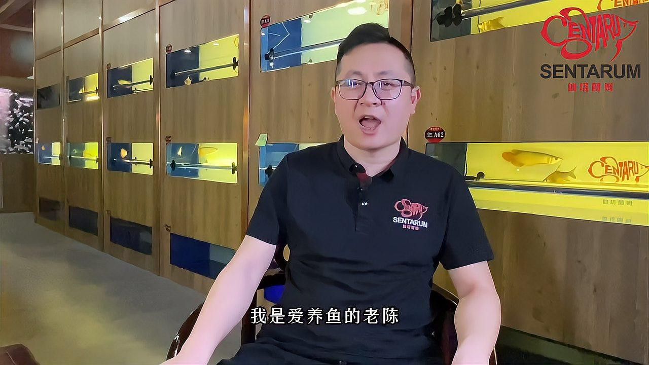 自制龍魚缸圖片大全集