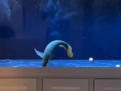 龍魚失瞟翻肚怎么急救：龍魚失鰾病因及預防，龍魚急救后護理要點，龍魚水質控制技巧 龍魚失瞟翻肚怎么急救：龍魚失鰾病因及預防，龍魚急救后護理要點，龍魚水質控制技巧 龍魚百科 第2張