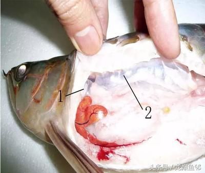 龍魚失瞟翻肚怎么急救：龍魚失鰾病因及預防，龍魚急救后護理要點，龍魚水質控制技巧 龍魚失瞟翻肚怎么急救：龍魚失鰾病因及預防，龍魚急救后護理要點，龍魚水質控制技巧 龍魚百科 第1張