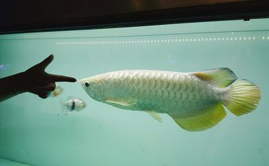 龍魚失瞟翻肚怎么急救：龍魚失鰾病因及預防，龍魚急救后護理要點，龍魚水質控制技巧 龍魚失瞟翻肚怎么急救：龍魚失鰾病因及預防，龍魚急救后護理要點，龍魚水質控制技巧 龍魚百科 第5張