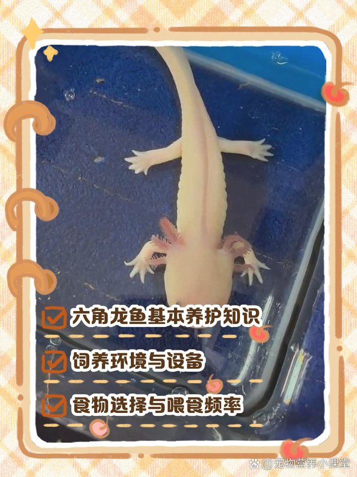 六角龍不打氧需要多大的缸？ 六角龍不打氧需要多大的缸？ 龍魚百科 第7張