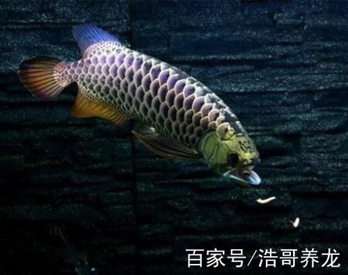 鯊魚可以和金龍魚混養嗎圖片