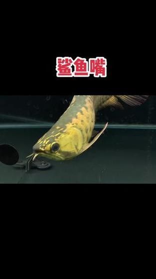 鯊魚可以和金龍魚混養嗎圖片