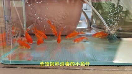 龍魚喂冷凍的小魚怎么消毒的：喂食冷凍小魚需要經過一定的消毒和處理步驟以確保龍魚的健康