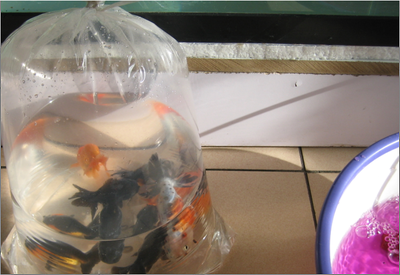 龍魚喂冷凍的小魚怎么消毒的：喂食冷凍小魚需要經過一定的消毒和處理步驟以確保龍魚的健康