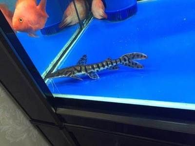 龍魚怎么打包：龍魚打包的步驟,龍魚怎么打包 龍魚怎么打包：龍魚打包的步驟,龍魚怎么打包 龍魚百科 第2張