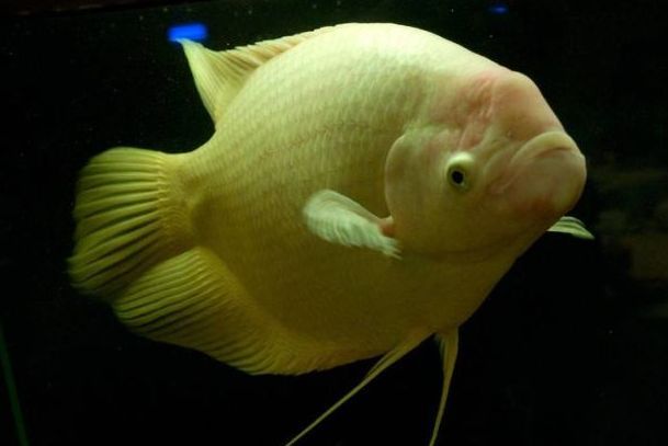 龍魚養幾條的寓意和象征是什么（龍魚養殖風水的禁忌）