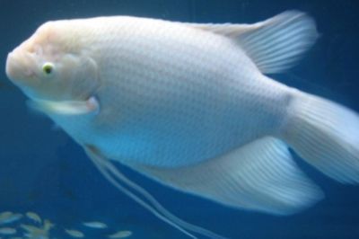 龍魚養幾條的寓意和象征是什么（龍魚養殖風水的禁忌）