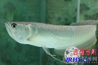 龍魚(yú)養(yǎng)幾條的寓意和象征是什么（龍魚(yú)養(yǎng)殖風(fēng)水的禁忌）