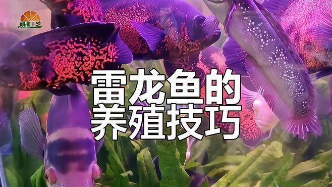 雷龍魚可以混養什么魚