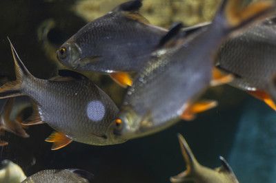 泰國鯽咬不咬龍魚：泰國鯽魚可以與龍魚混養嗎？
