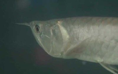 銀龍魚吃了還吐怎么回事（銀龍魚吃了食物之后又吐出來可能由多種因素引起）