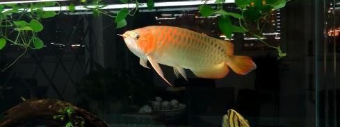 龍魚翹頭怎么回事：龍魚翹頭可能由多種因素引起，