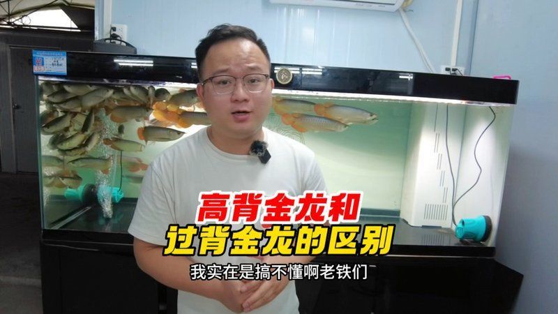 賽級金龍最建議買的顏色