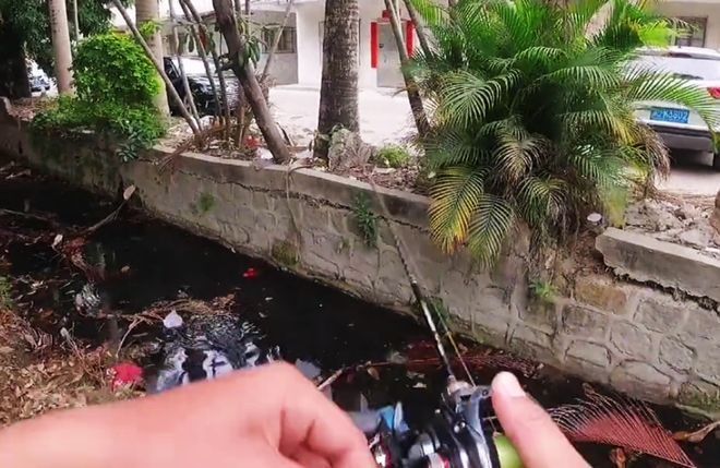 廣東野生雷龍魚