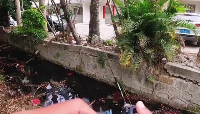 廣東野生雷龍魚