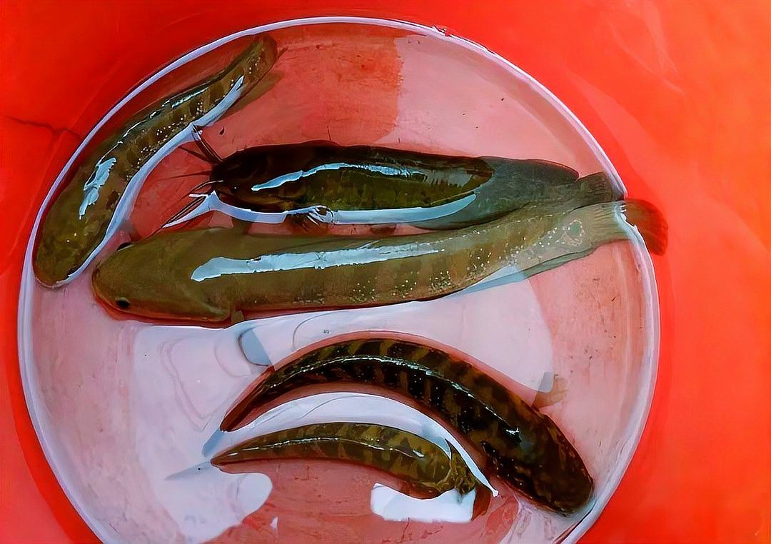 廣東野生雷龍魚