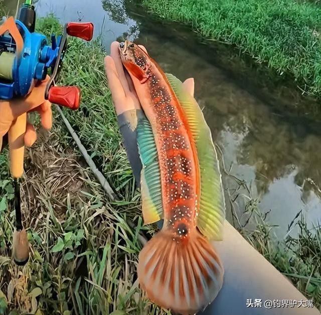廣東野生雷龍魚