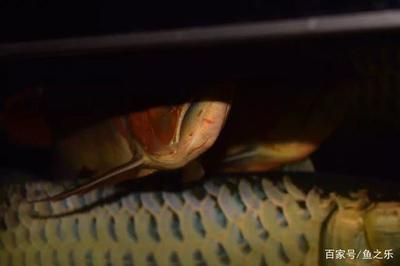 龍擺件有哪些材質類型？ 龍擺件有哪些材質類型？ 龍魚百科 第5張
