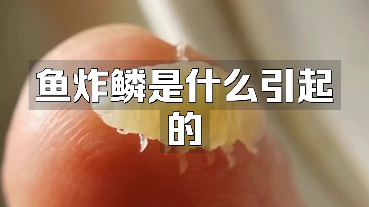 如何預防龍魚炸鱗病？ 如何預防龍魚炸鱗病？ 龍魚百科 第6張