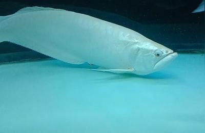 銀龍魚產(chǎn)卵有什么寓意（銀龍魚產(chǎn)卵不僅象征著吉祥和幸福，還涉及到一些風(fēng)水和繁殖方面的知識(shí)）