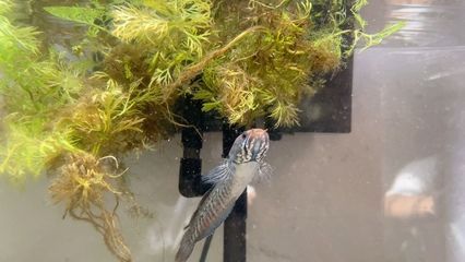 紅龍魚吃蜈蚣好嗎：紅龍魚吃蜈蚣存在一定的爭議是否應(yīng)該喂紅龍魚蜈蚣