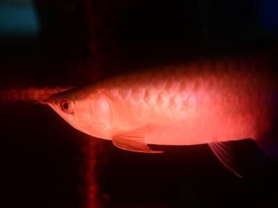 紅龍魚拒食，紅龍魚拒食的幾個(gè)原因