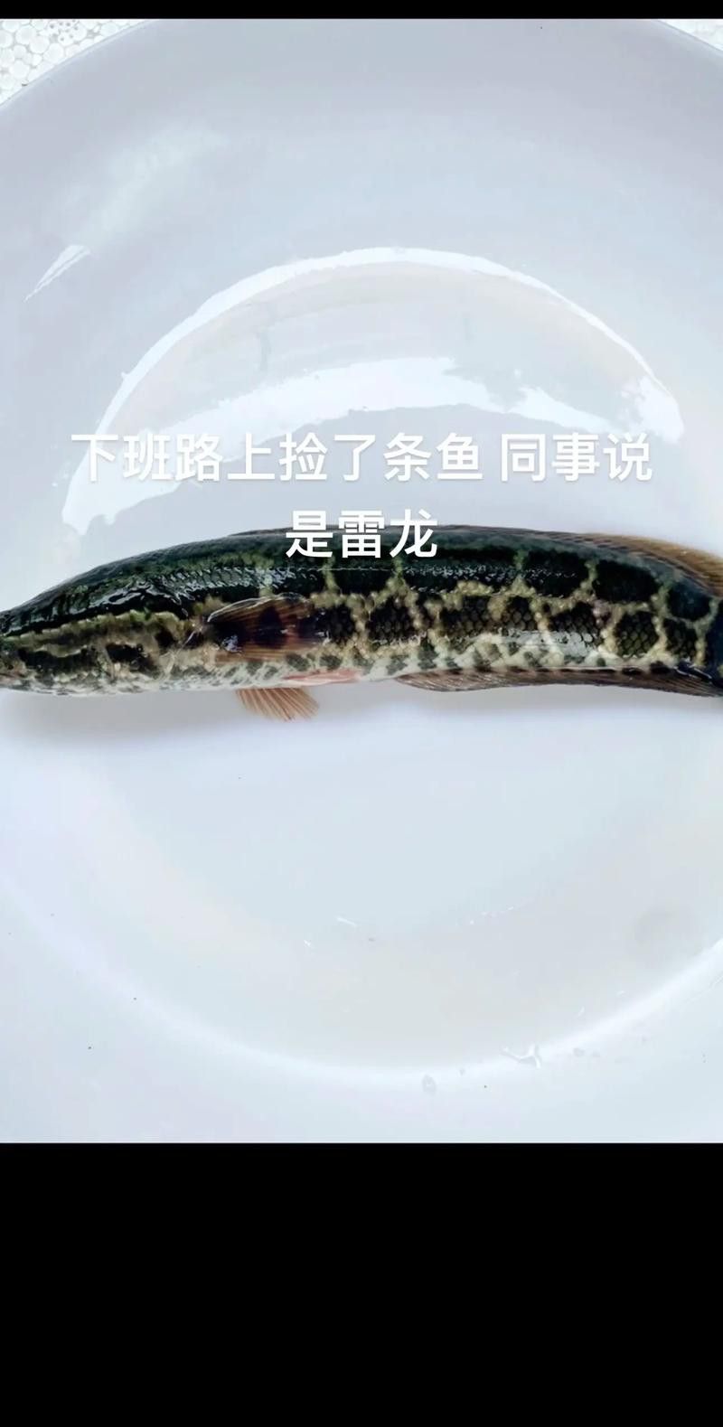 推薦一些適合冷水飼養的雷龍魚品種
