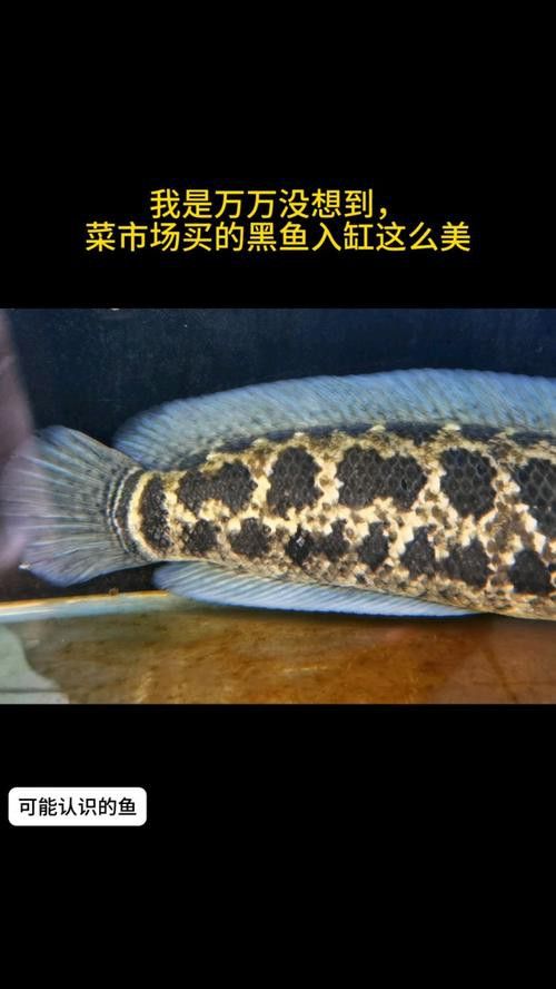推薦一些適合冷水飼養的雷龍魚品種