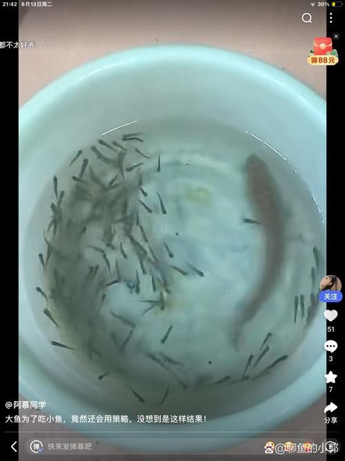 推薦一些適合冷水飼養的雷龍魚品種