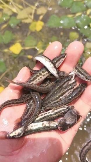推薦一些適合冷水飼養的雷龍魚品種
