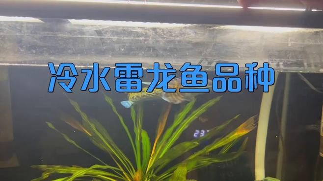 推薦一些適合冷水飼養的雷龍魚品種