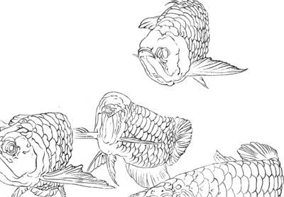 金龍魚白描圖：關于金龍魚白描圖的相關信息，金龍魚白描圖的相關信息