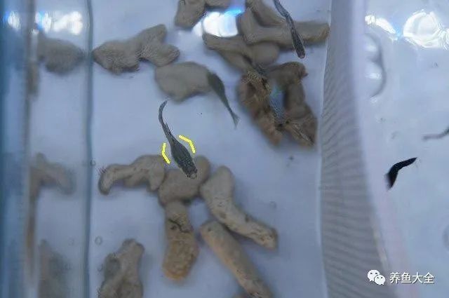 養金龍魚費錢嗎現在多少錢：養金龍魚的費用相對較高，養金龍魚的費用相對較高嗎