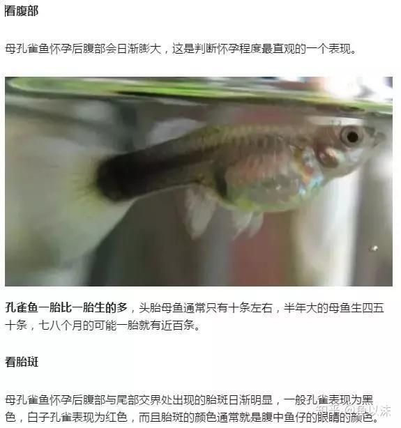 養金龍魚費錢嗎現在多少錢：養金龍魚的費用相對較高，養金龍魚的費用相對較高嗎