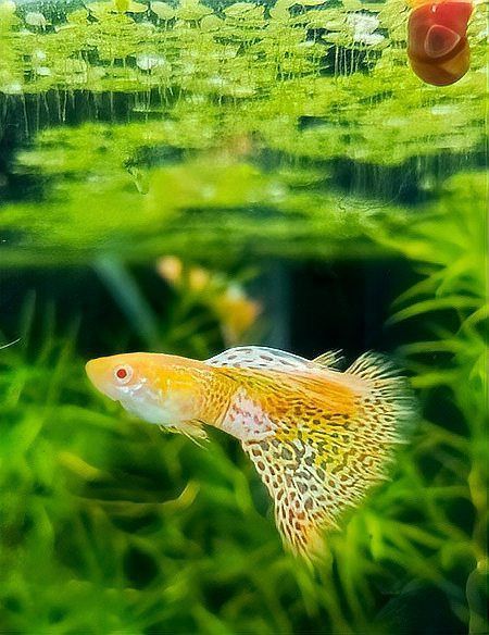養金龍魚費錢嗎現在多少錢：養金龍魚的費用相對較高，養金龍魚的費用相對較高嗎