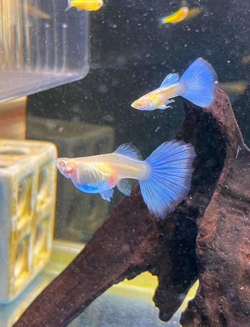 養金龍魚費錢嗎現在多少錢：養金龍魚的費用相對較高，養金龍魚的費用相對較高嗎