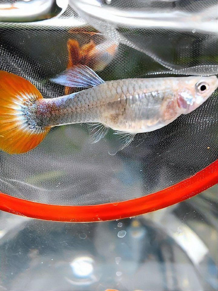 養金龍魚費錢嗎現在多少錢：養金龍魚的費用相對較高，養金龍魚的費用相對較高嗎