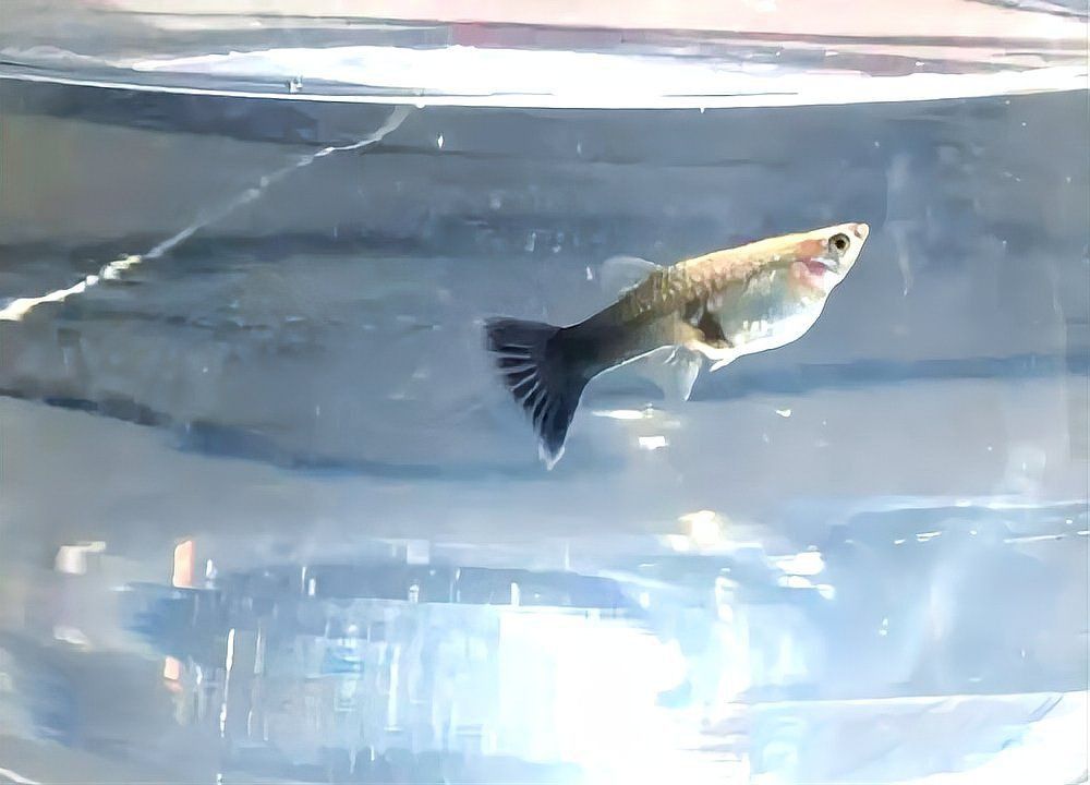 養金龍魚費錢嗎現在多少錢：養金龍魚的費用相對較高，養金龍魚的費用相對較高嗎