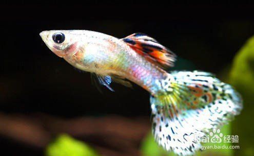 養金龍魚費錢嗎現在多少錢：養金龍魚的費用相對較高，養金龍魚的費用相對較高嗎